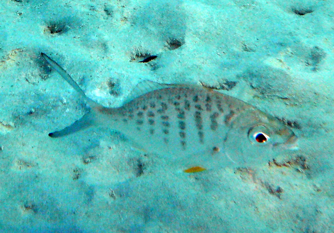 image of Gerres cinereus (Yellow fin mojarra)