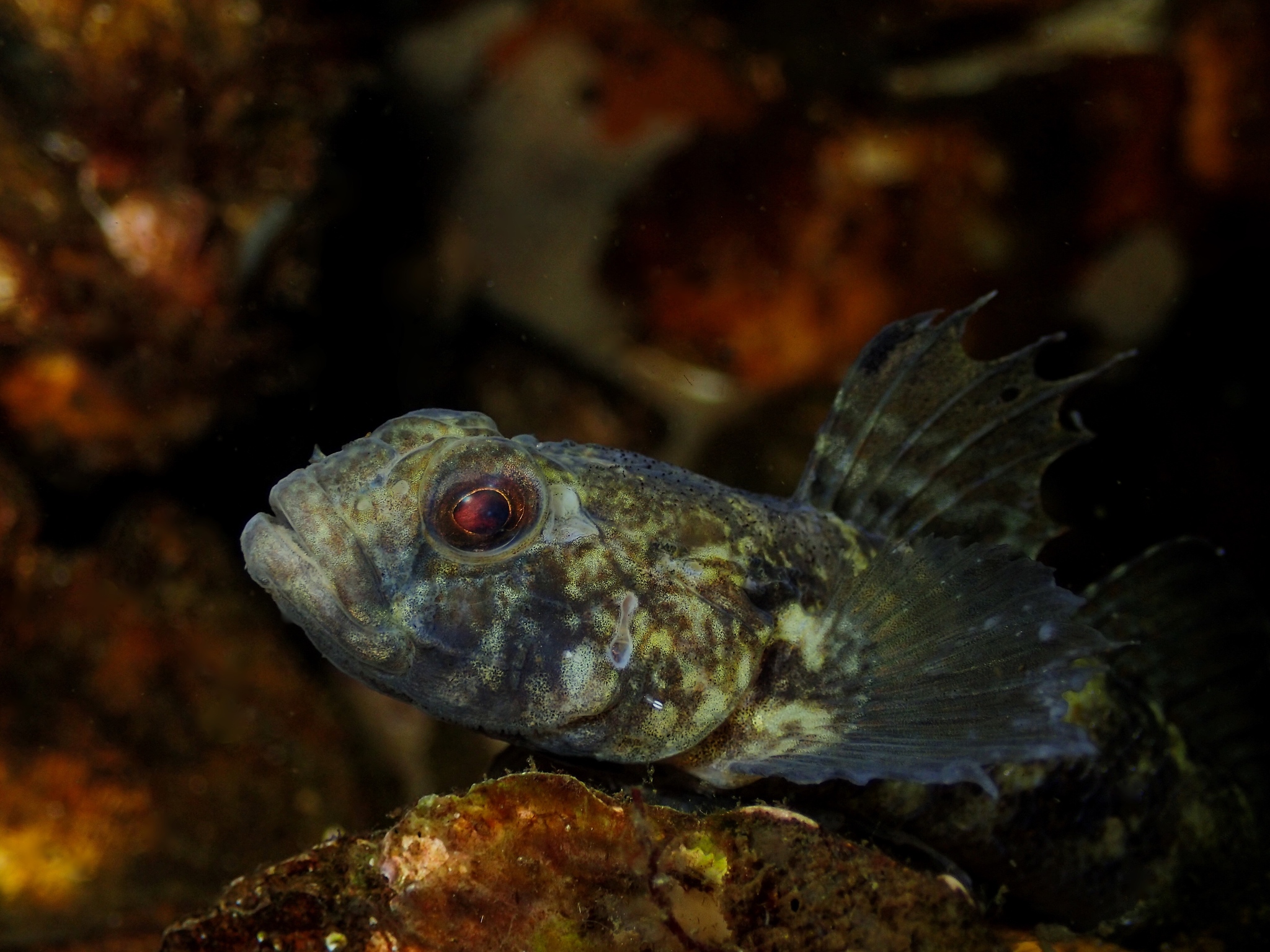 image of Gobius niger (Black goby)