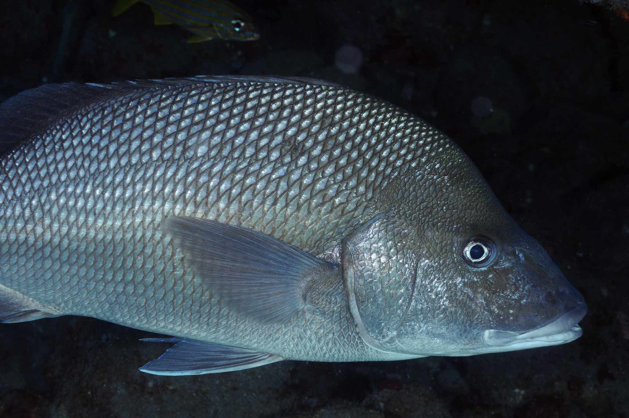 image of Haemulon album (White margate)