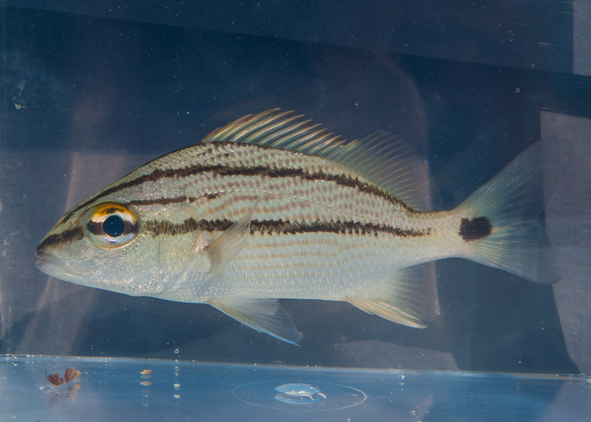 image of Haemulon aurolineatum (Tomtate grunt)