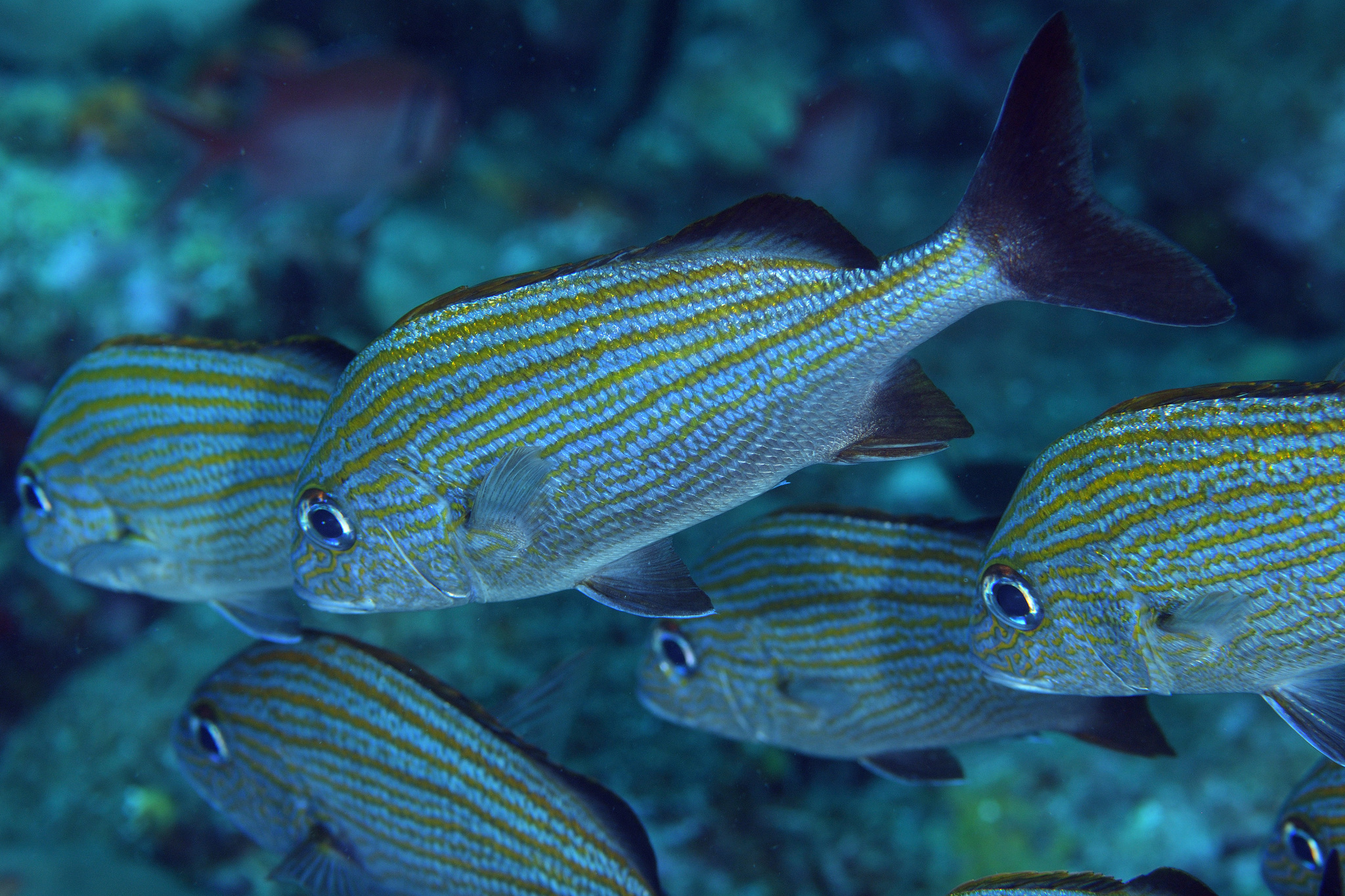 image of Haemulon carbonarium (Caesar grunt)
