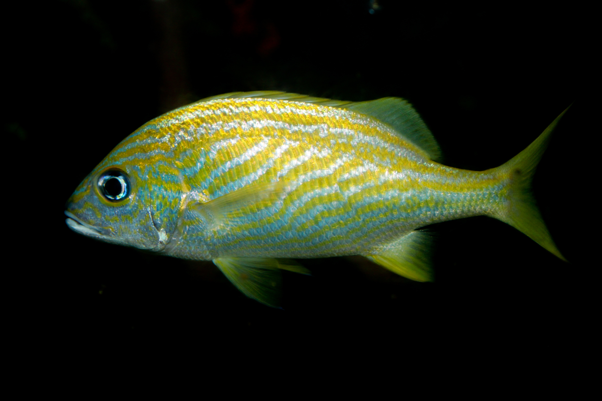 image of Haemulon flavolineatum (French grunt)