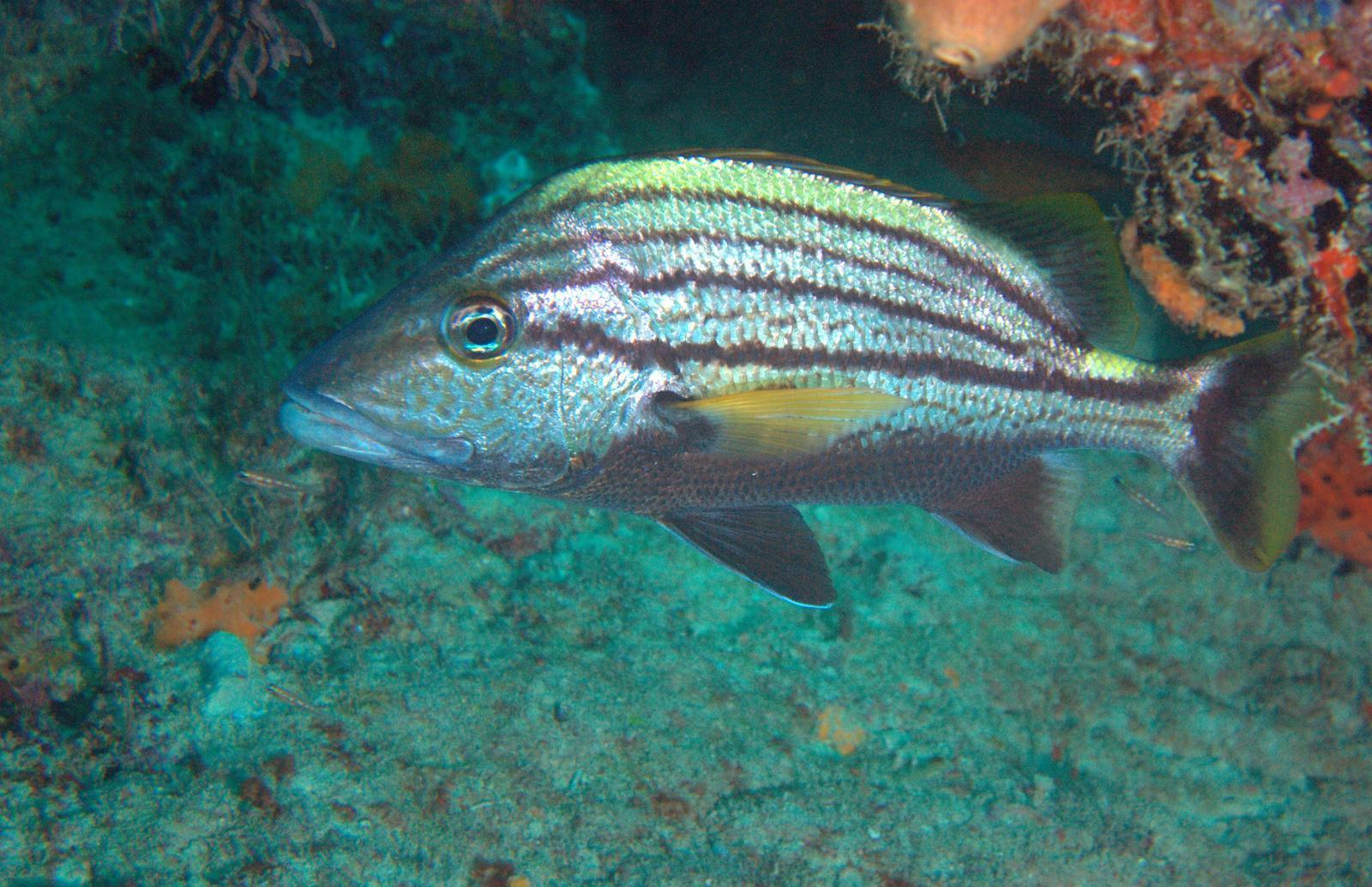 image of Haemulon macrostomum (Spanish grunt)