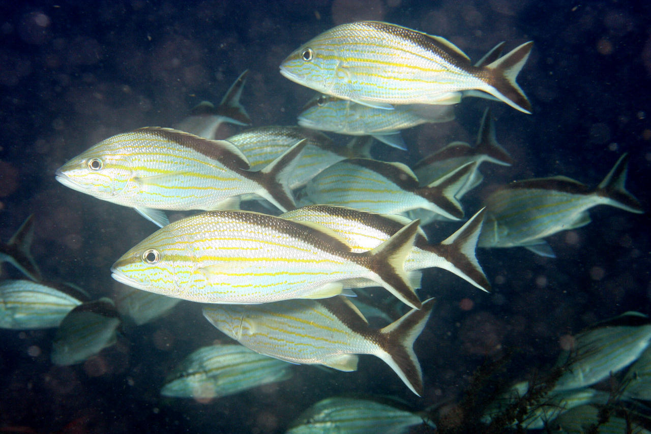 image of Haemulon melanurum (Cottonwick grunt)