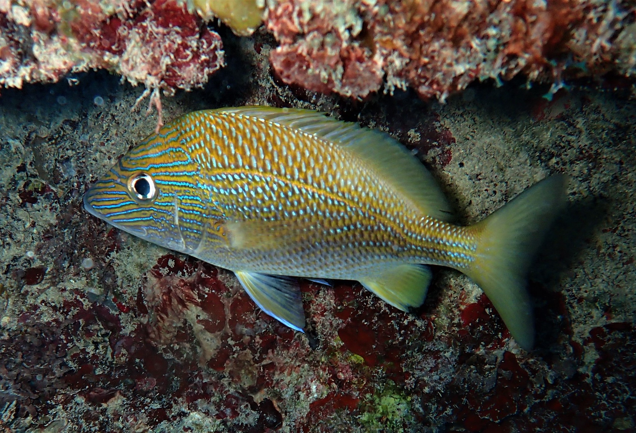 image of Haemulon plumierii (White grunt)