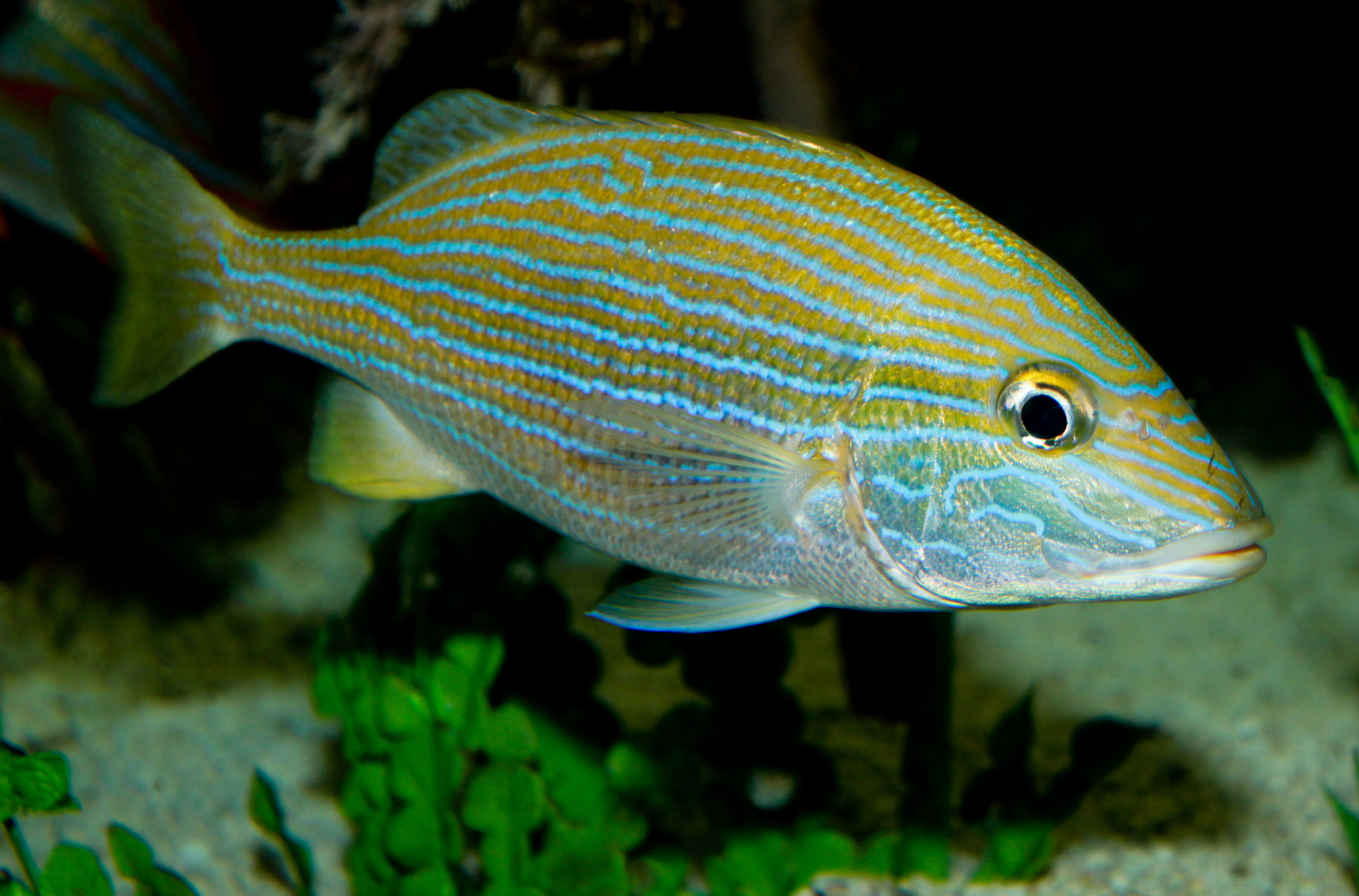 image of Haemulon sciurus (Bluestriped grunt)