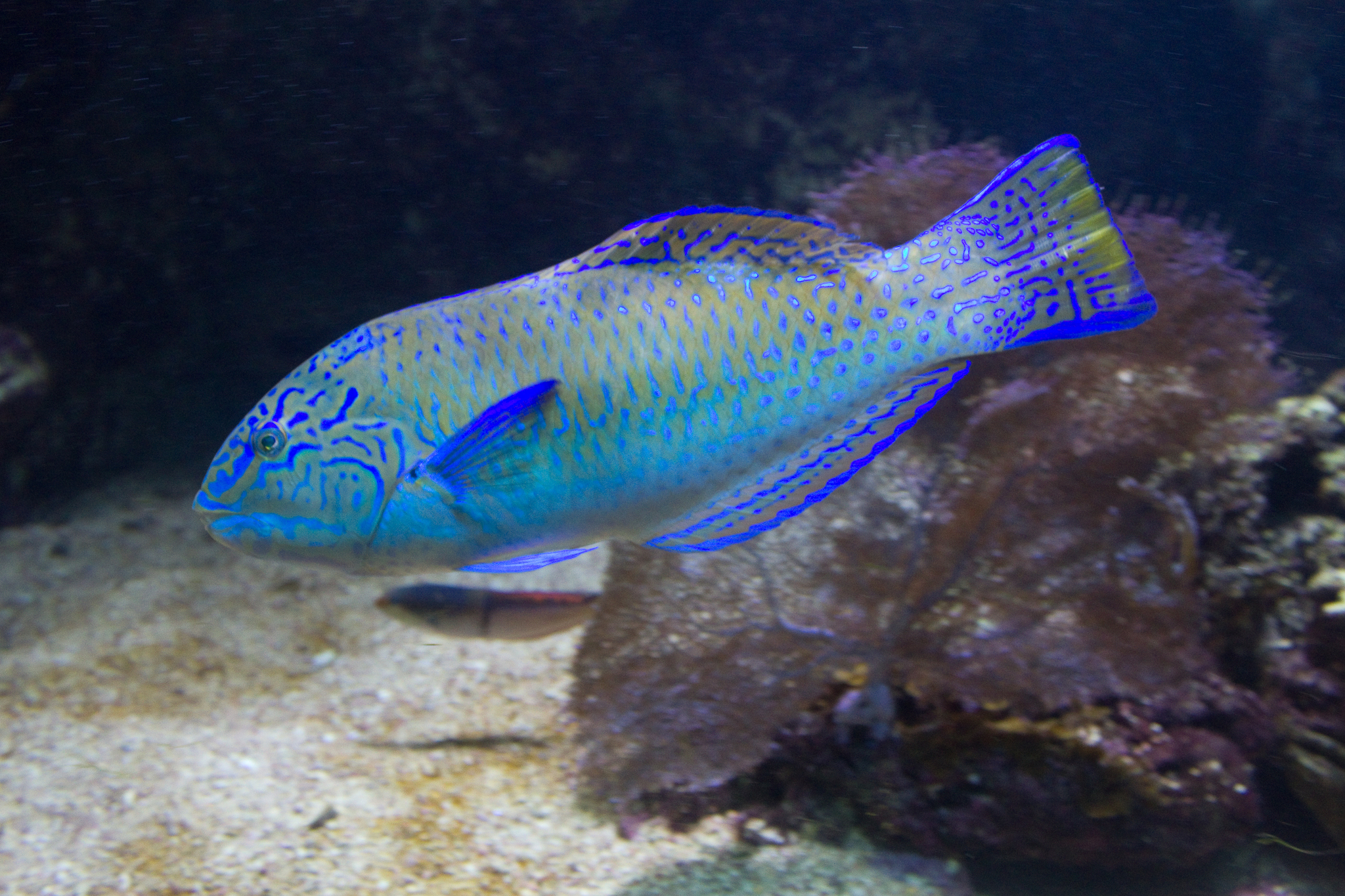 image of Halichoeres radiatus (Puddingwife wrasse)