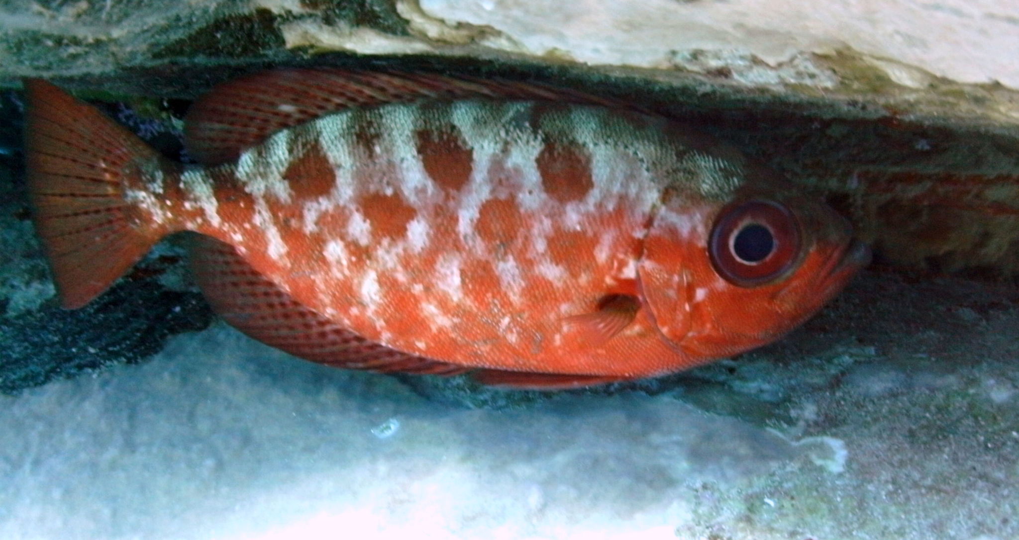 image of Heteropriacanthus cruentatus (Glasseye)