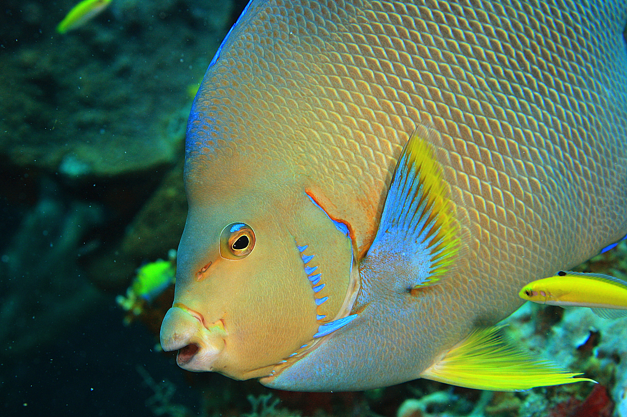 image of Holacanthus bermudensis (Angelfish)