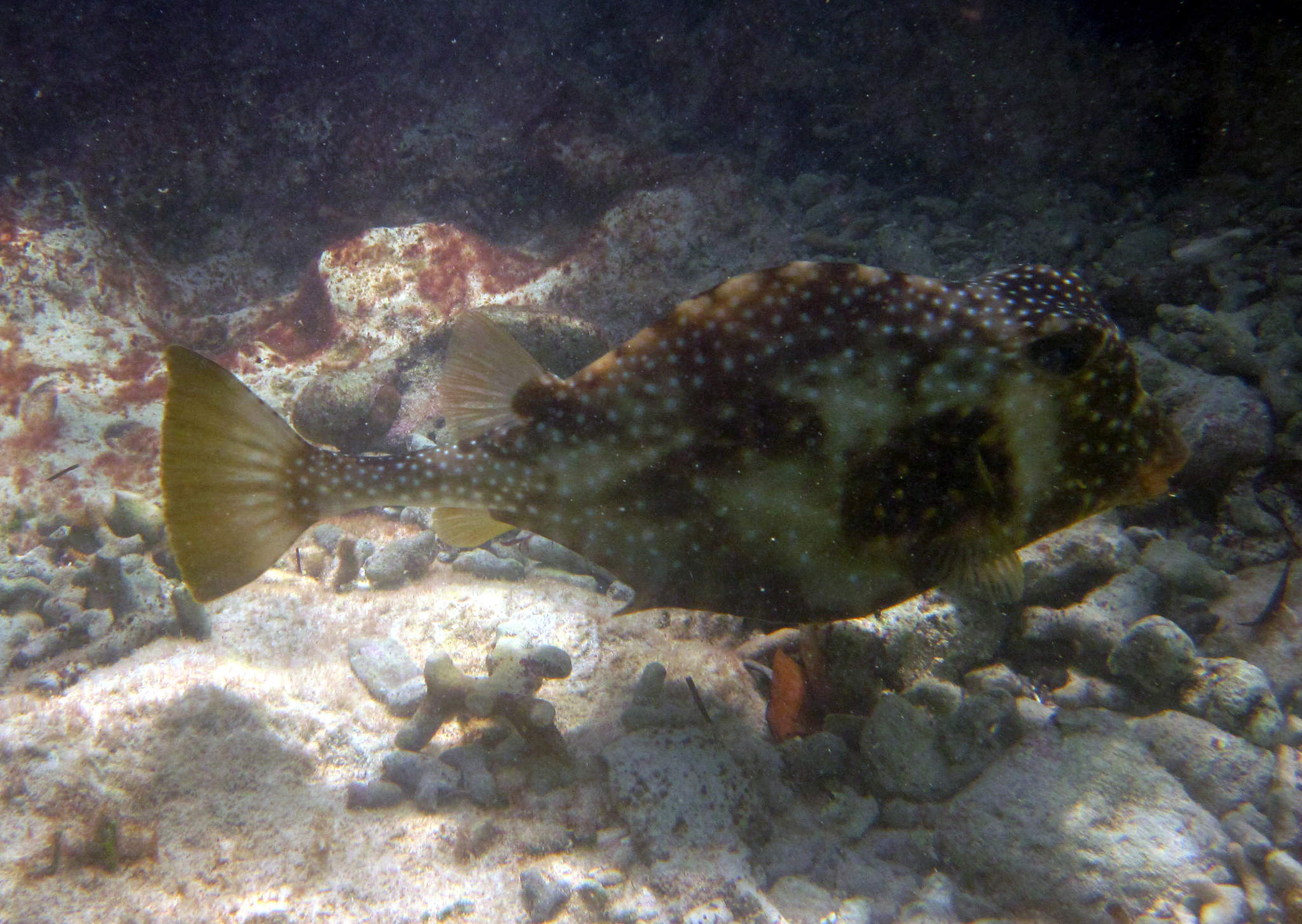 image of Lactophrys trigonus (Buffalo trunkfish)