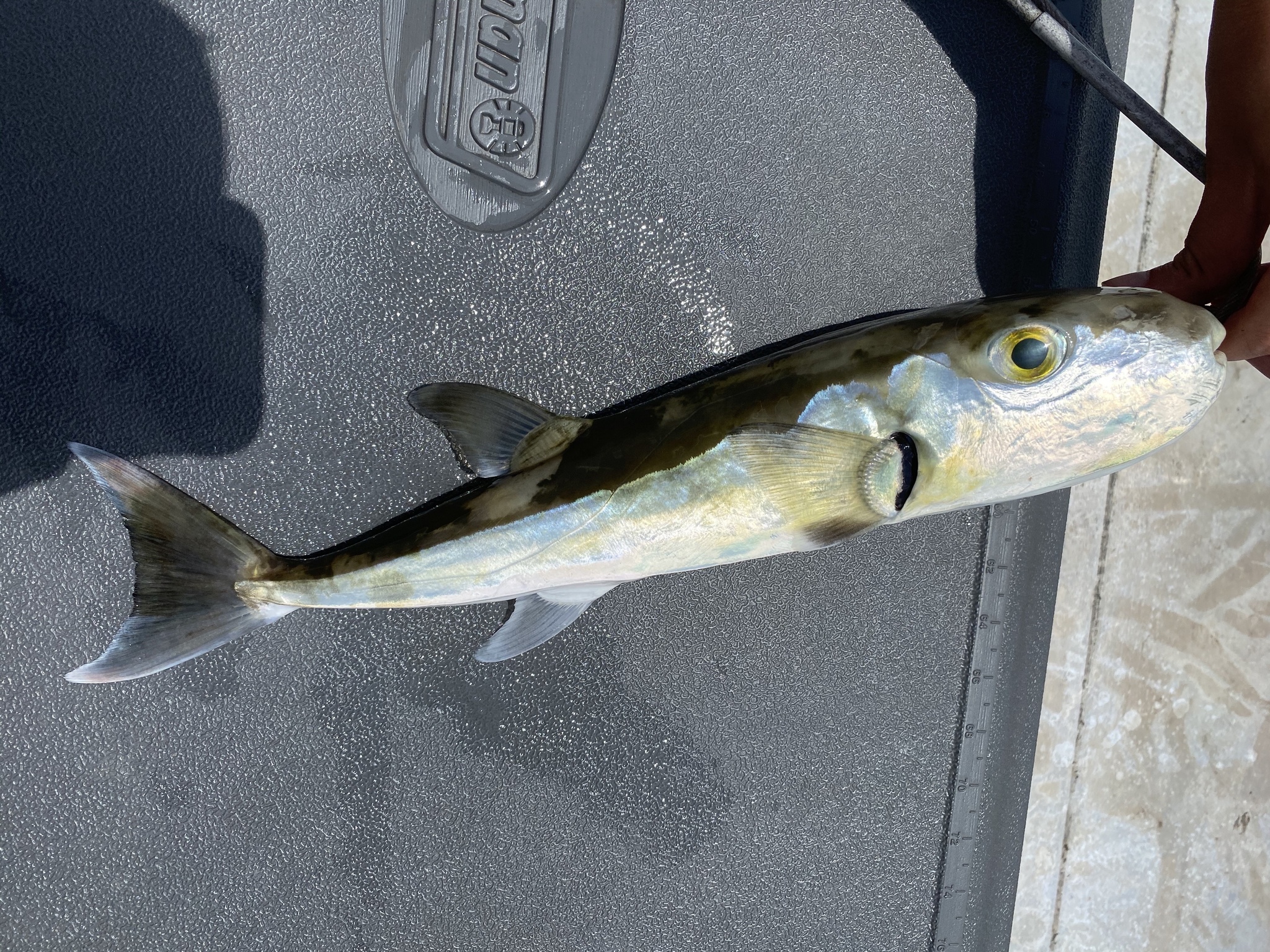 image of Lagocephalus laevigatus (Smooth puffer)
