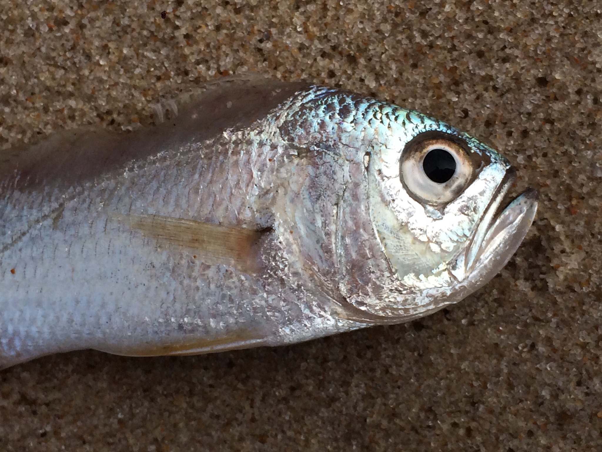 image of Larimus breviceps (Shorthead drum)