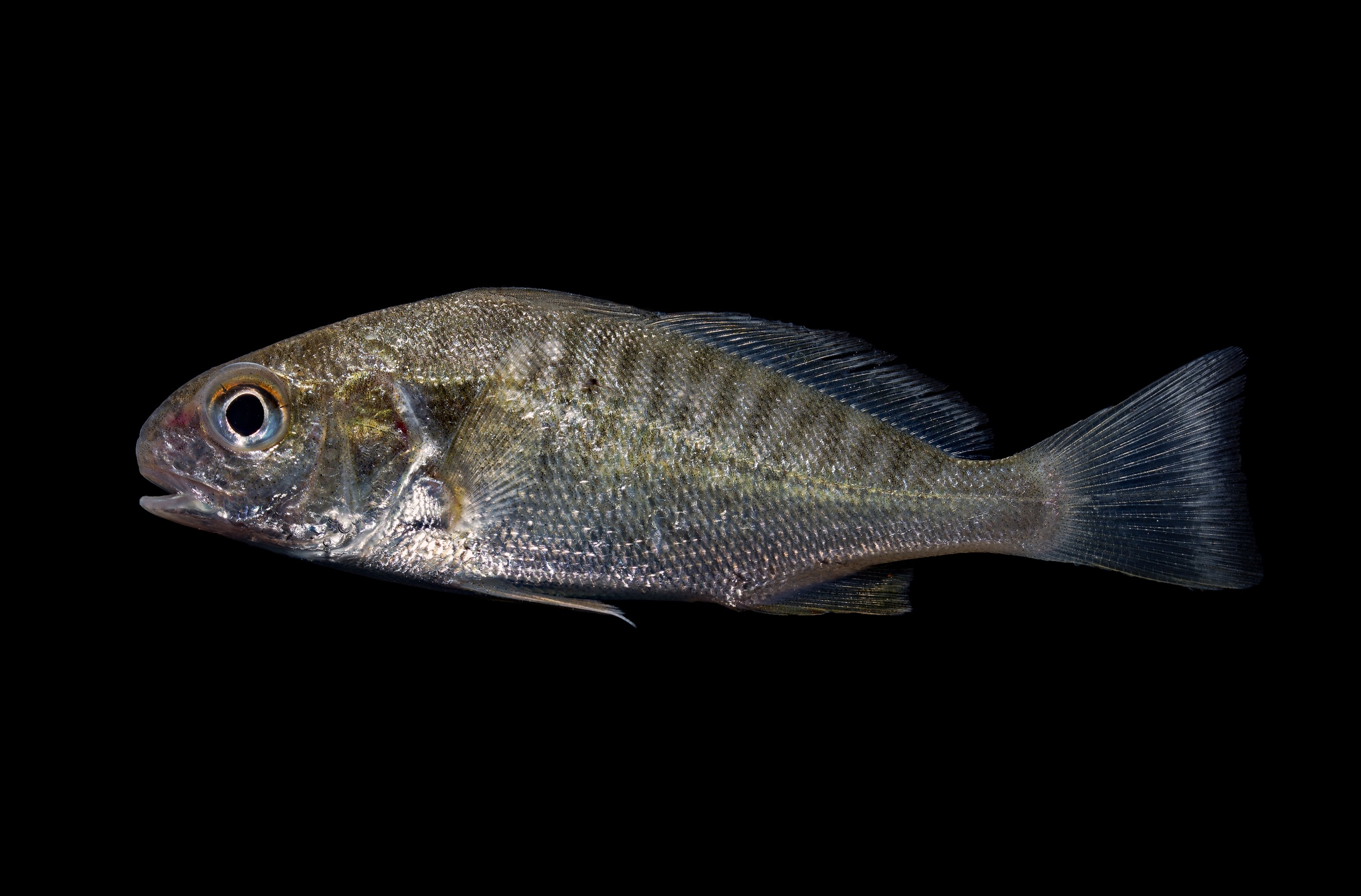 image of Leiostomus xanthurus (Spot croaker)