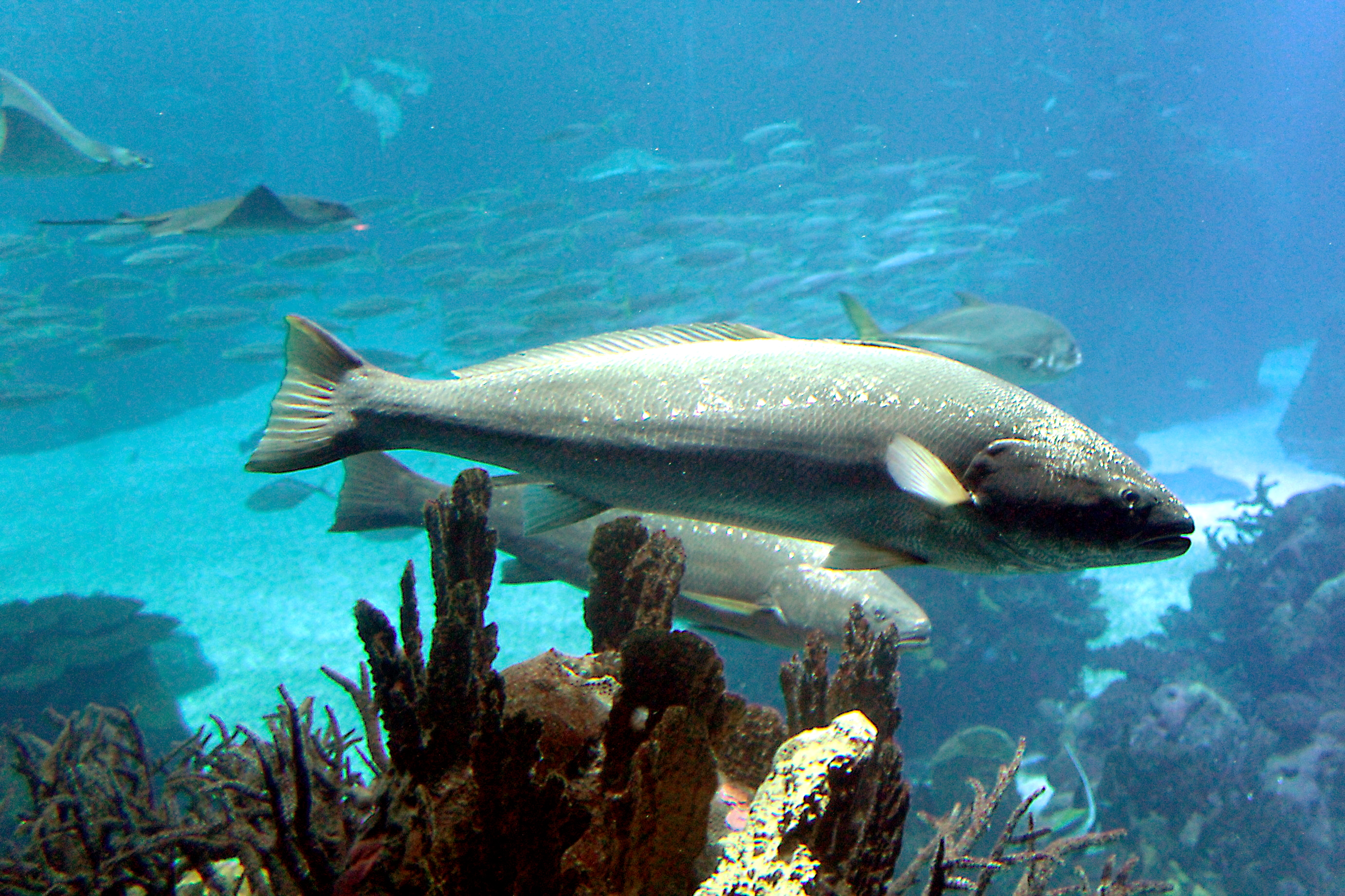 image of Argyrosomus regius (Meagre)