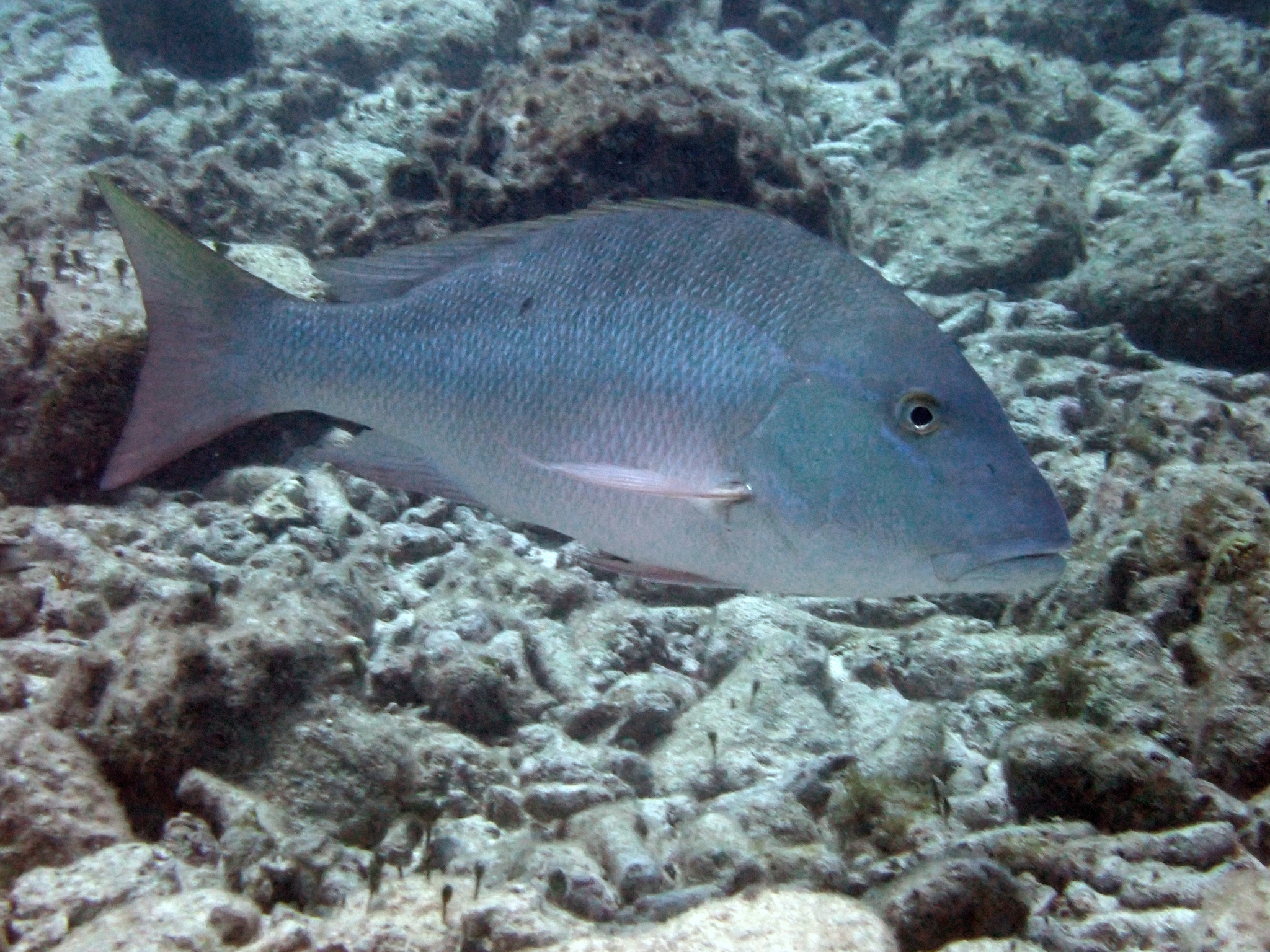 image of Lutjanus analis (Mutton snapper)