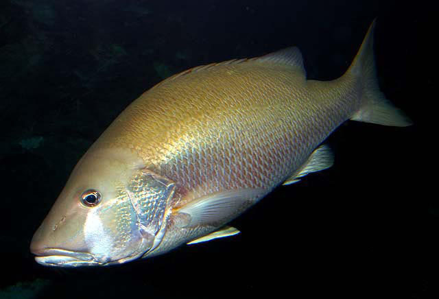 image of Lutjanus jocu (Dog snapper)