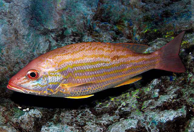 image of Lutjanus synagris (Lane snapper)
