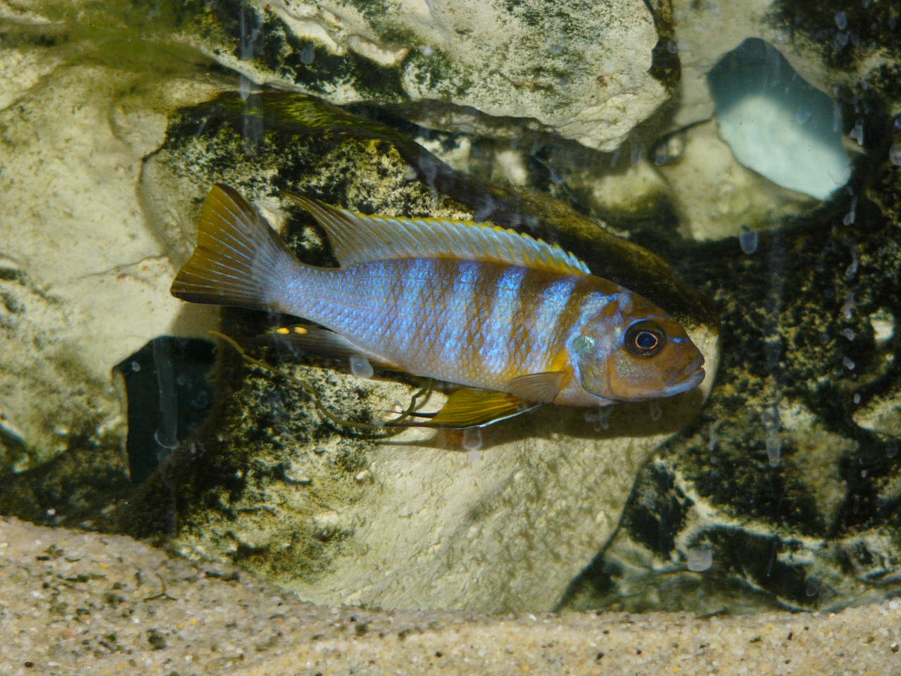 image of Maylandia zebra (Zebra mbuna)