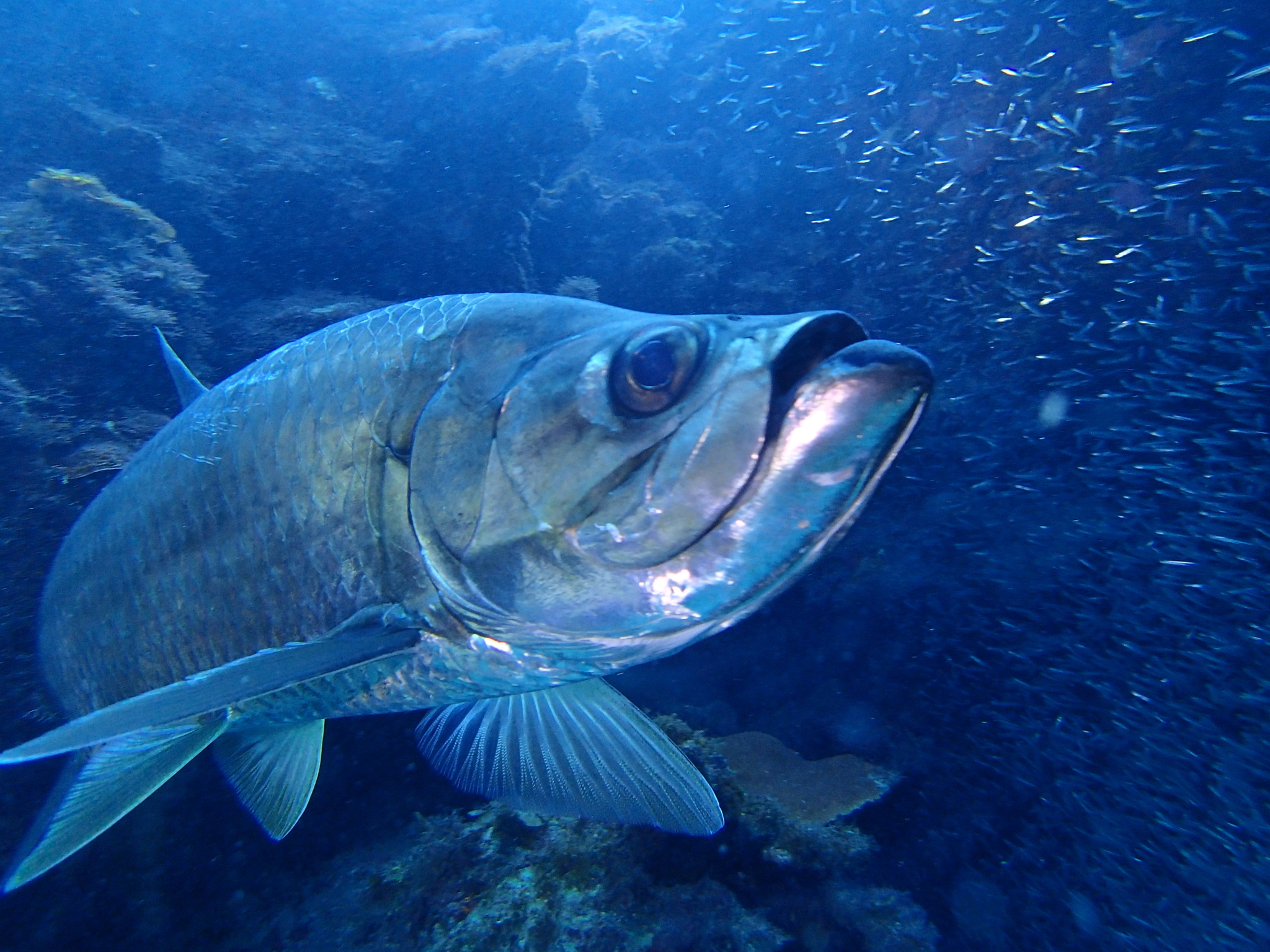image of Megalops atlanticus (Tarpon)