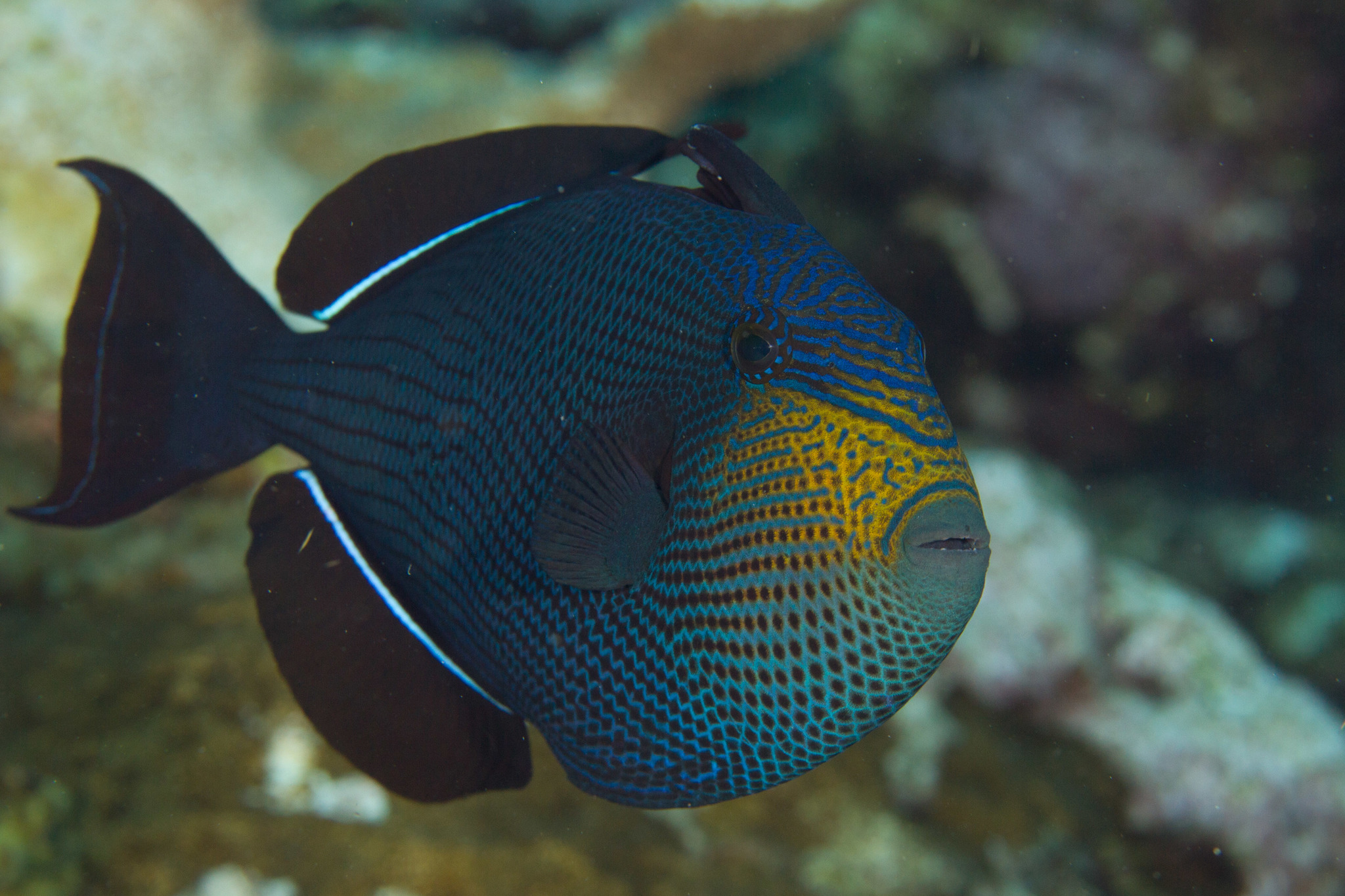 image of Melichthys niger (Black triggerfish)