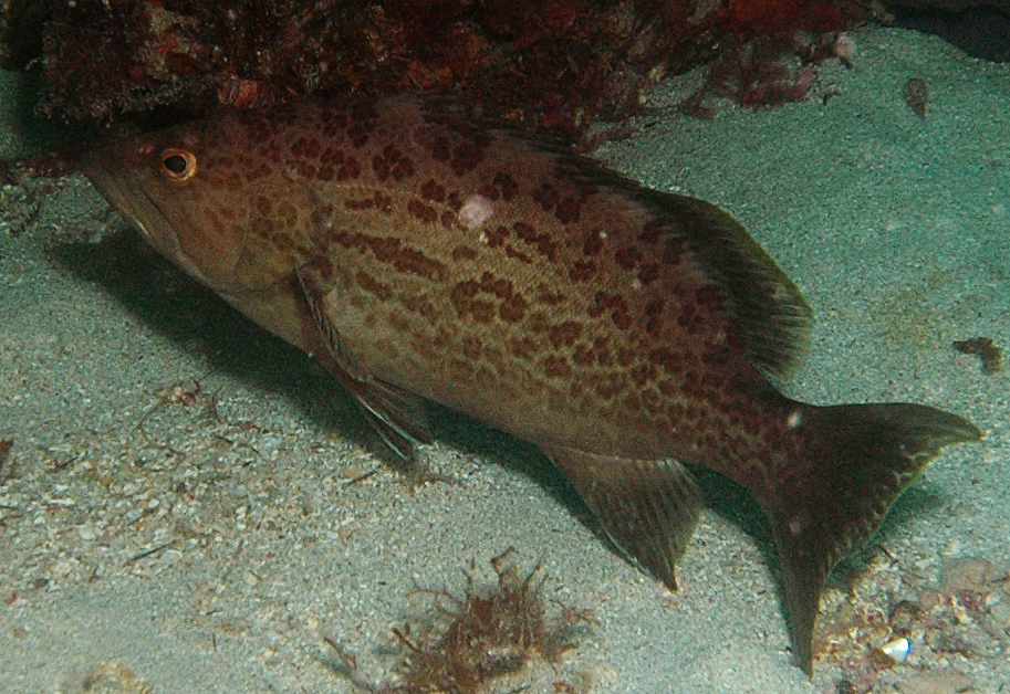 image of Mycteroperca microlepis (Gag)