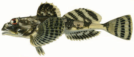 image of Myoxocephalus octodecemspinosus (Longhorn sculpin)