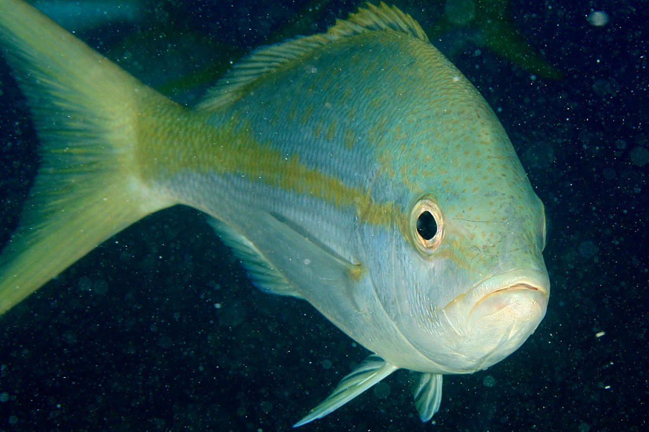 image of Ocyurus chrysurus (Yellowtail snapper)