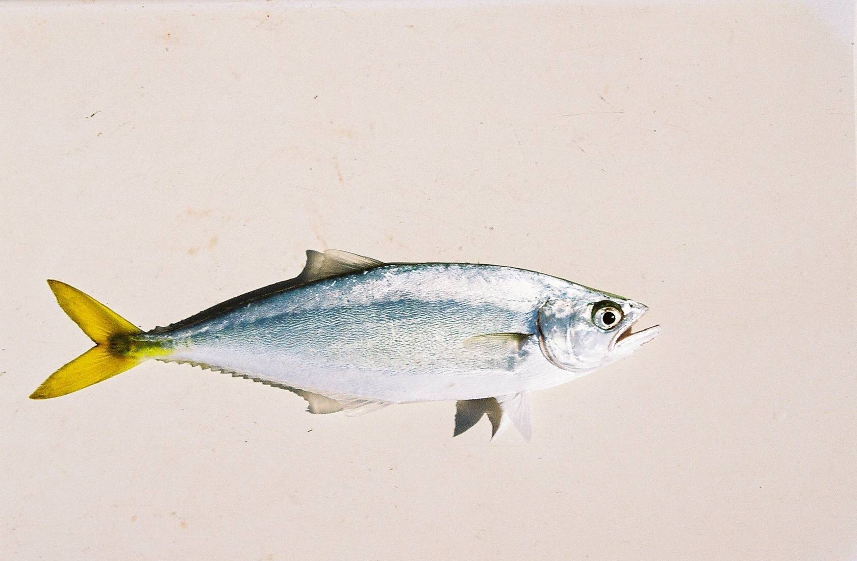 image of Oligoplites saurus (Leatherjacket)