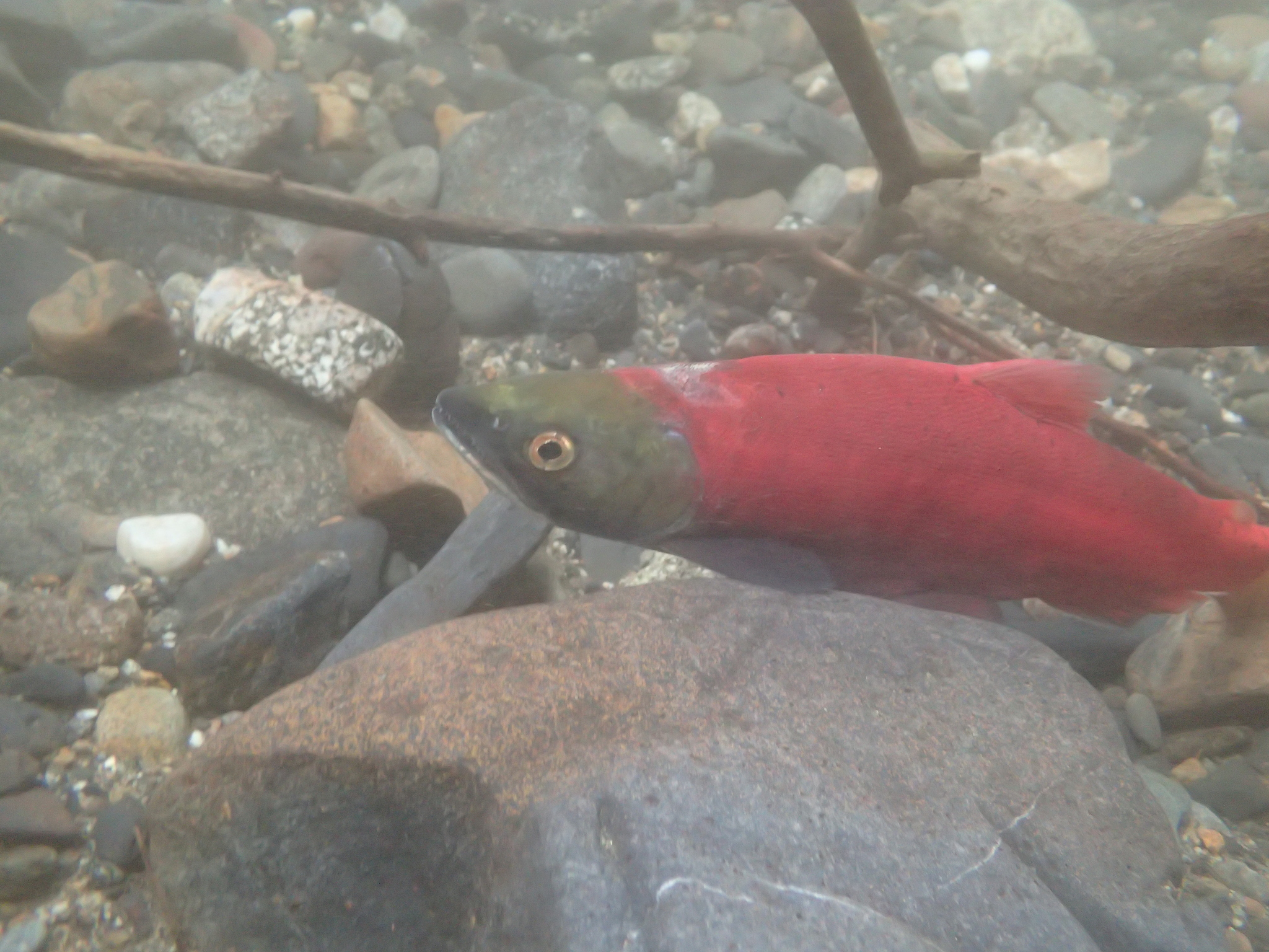 image of Oncorhynchus nerka (Sockeye salmon)