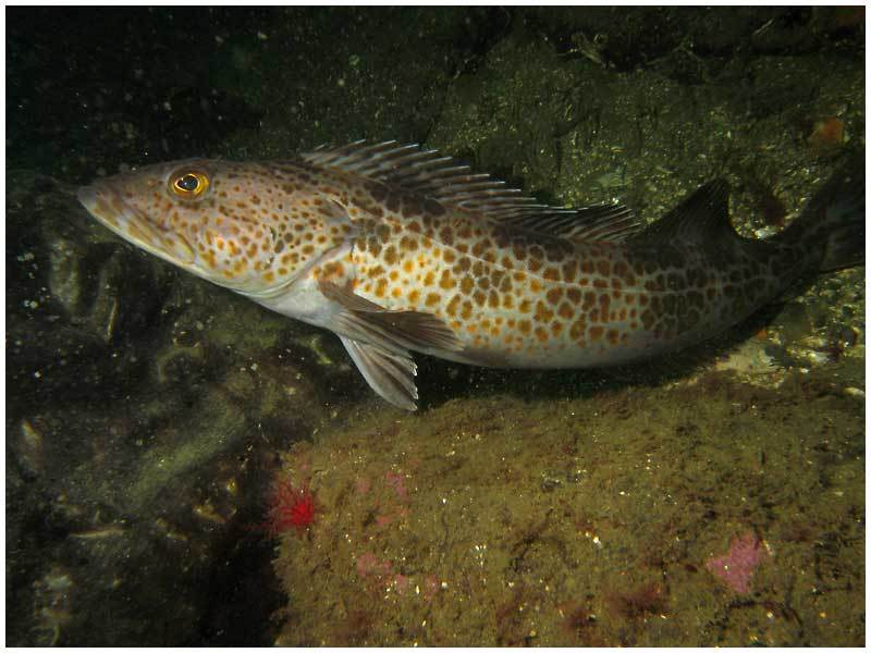 image of Ophiodon elongatus (Lingcod)