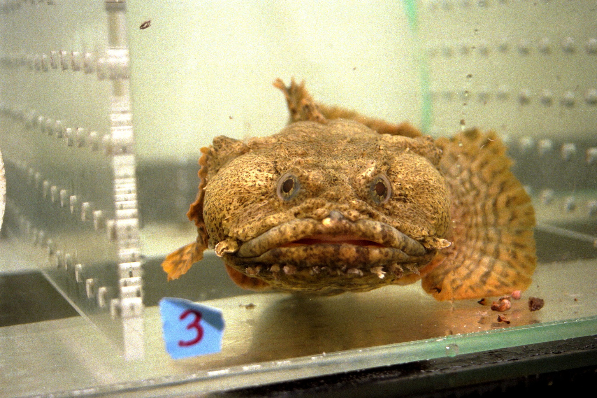image of Opsanus tau (Oyster toadfish)