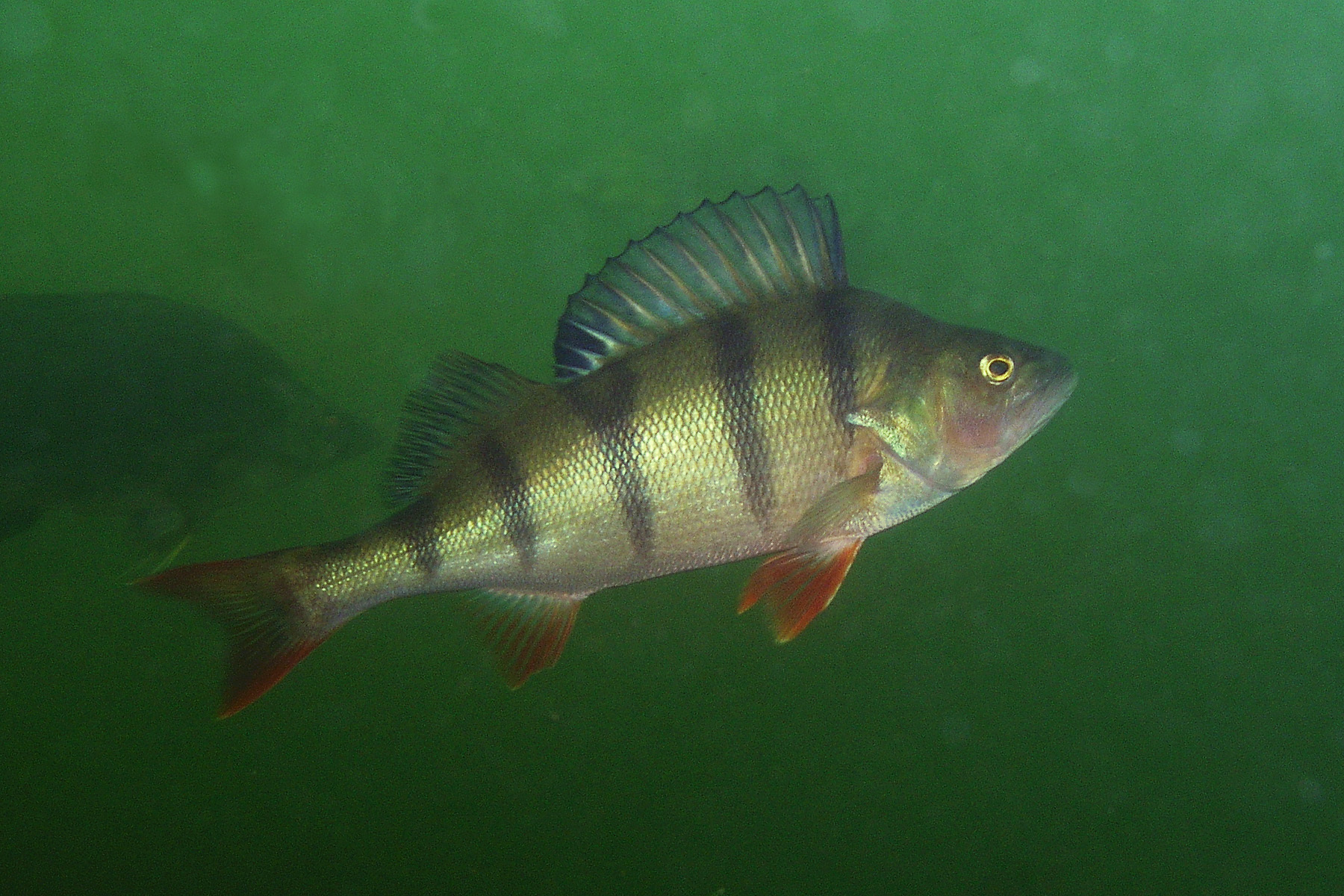 image of Perca fluviatilis (European perch)