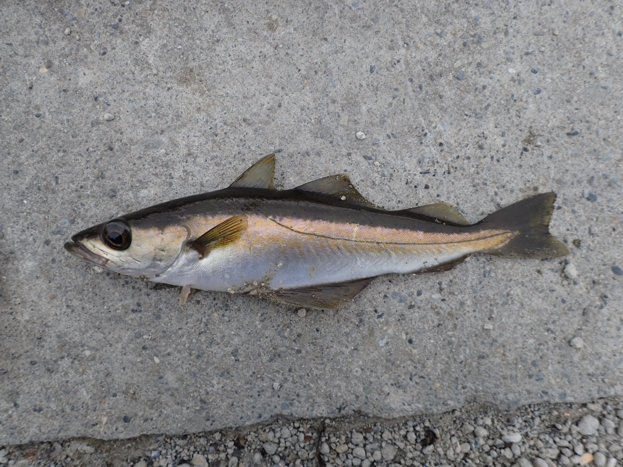 image of Pollachius pollachius (Pollack)