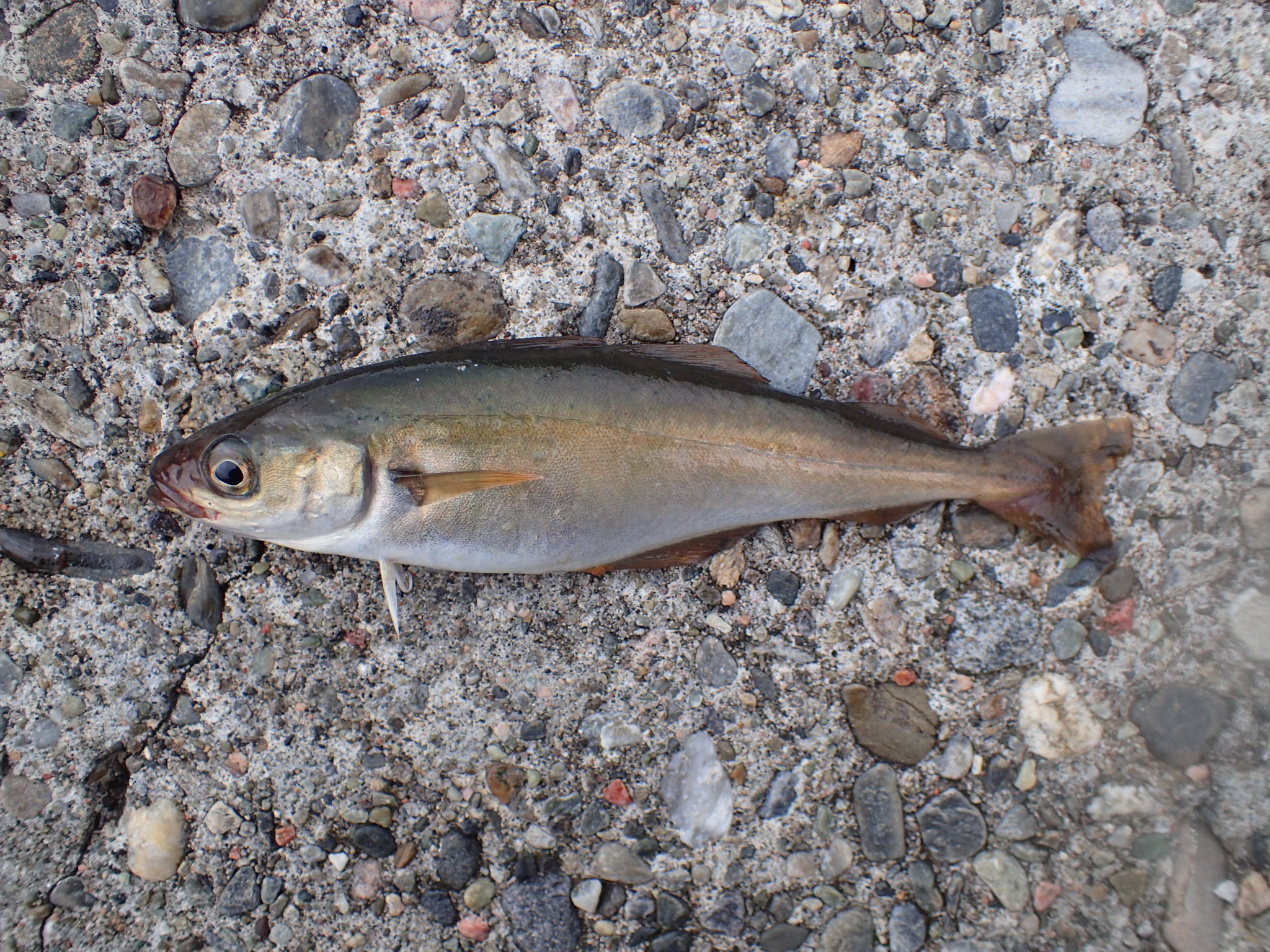 image of Pollachius virens (Saithe)