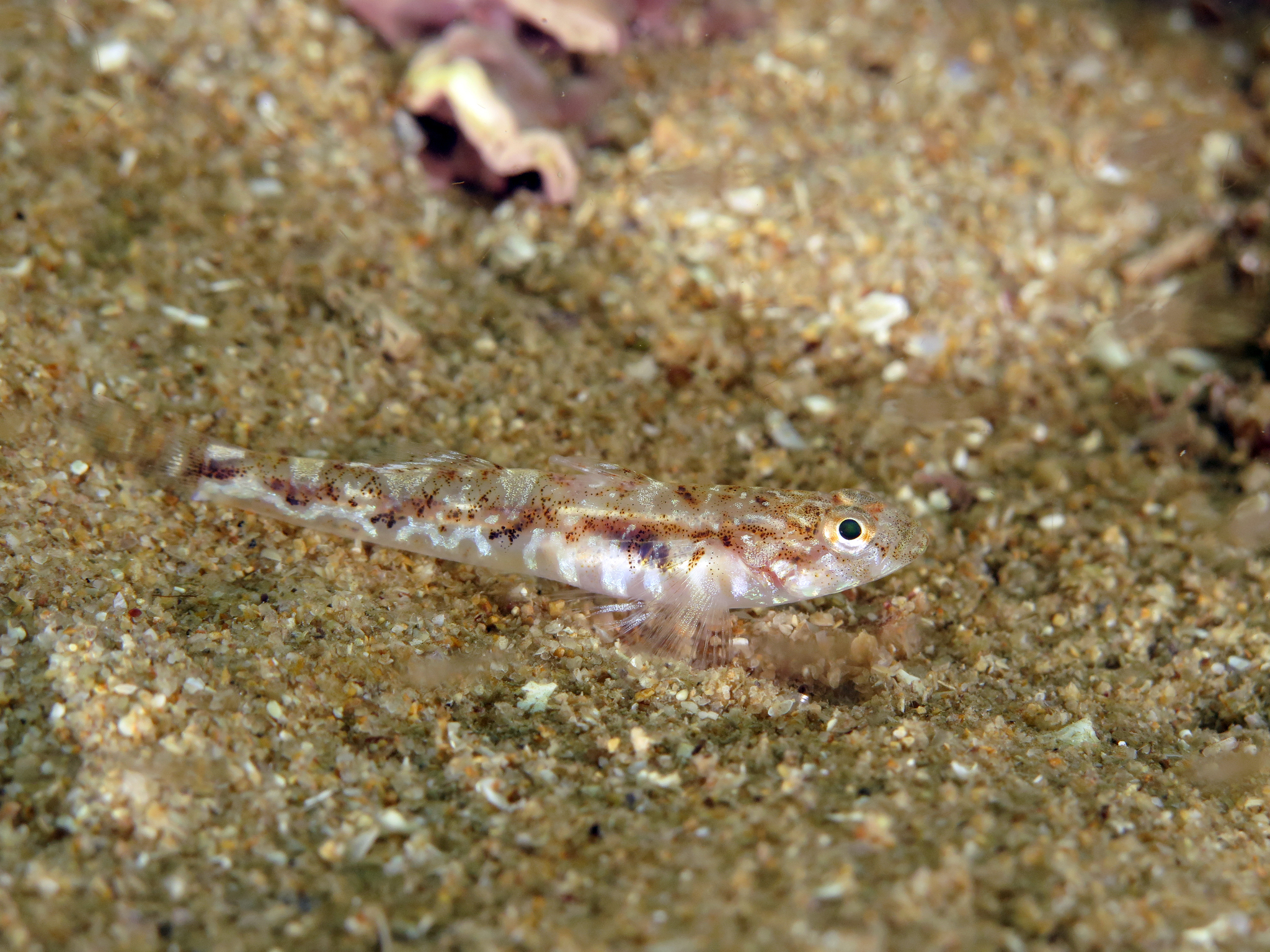 image of Pomatoschistus pictus (Painted goby)