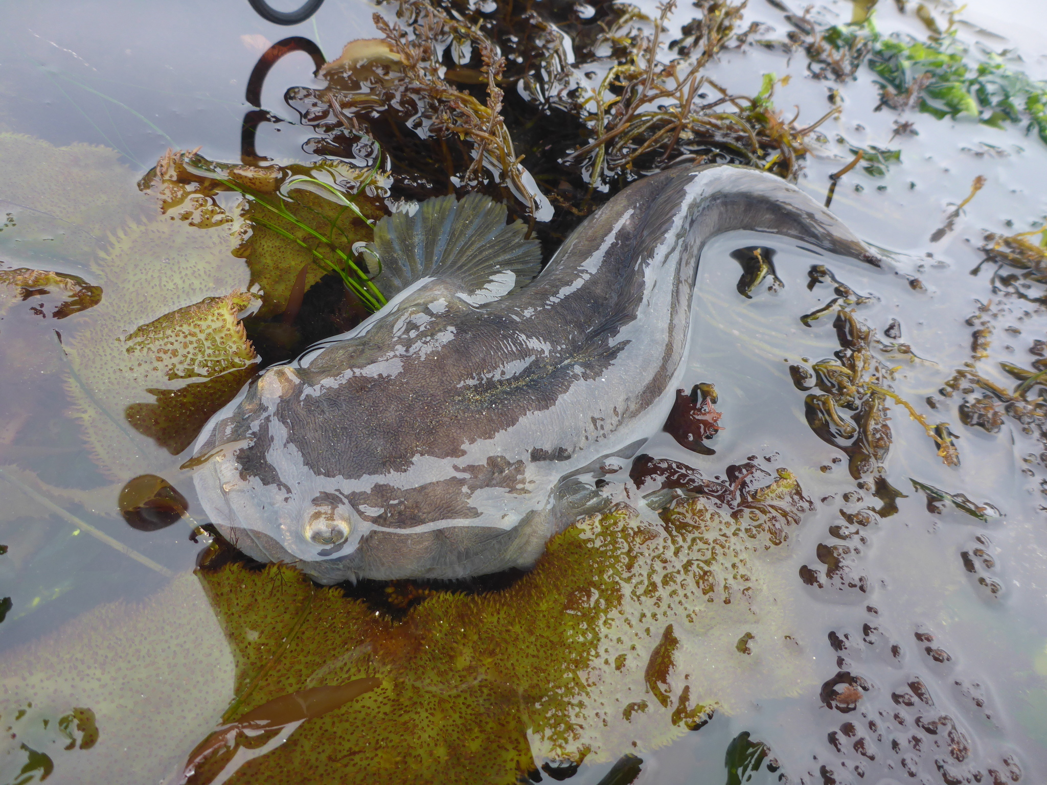 image of Porichthys notatus (Plainfin midshipman)