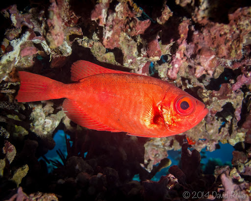 image of Priacanthus meeki (Hawaiian bigeye)