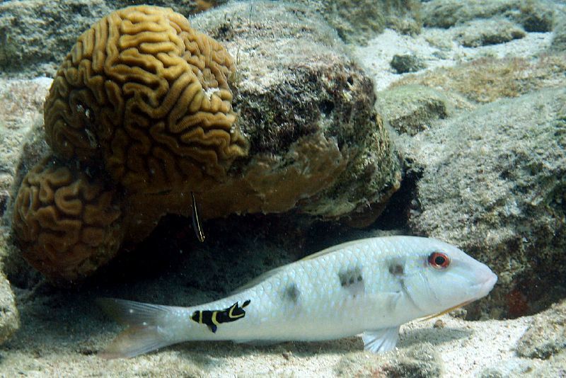 image of Pseudupeneus maculatus (Spotted goatfish)