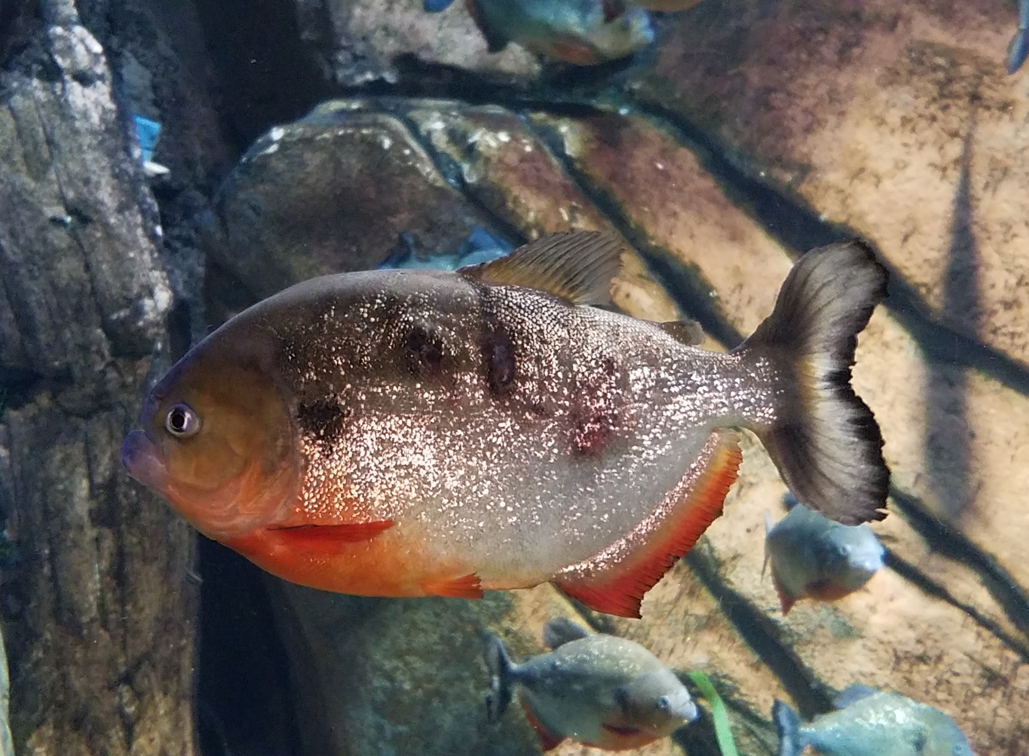 image of Pygocentrus cariba (Black spot piranha)