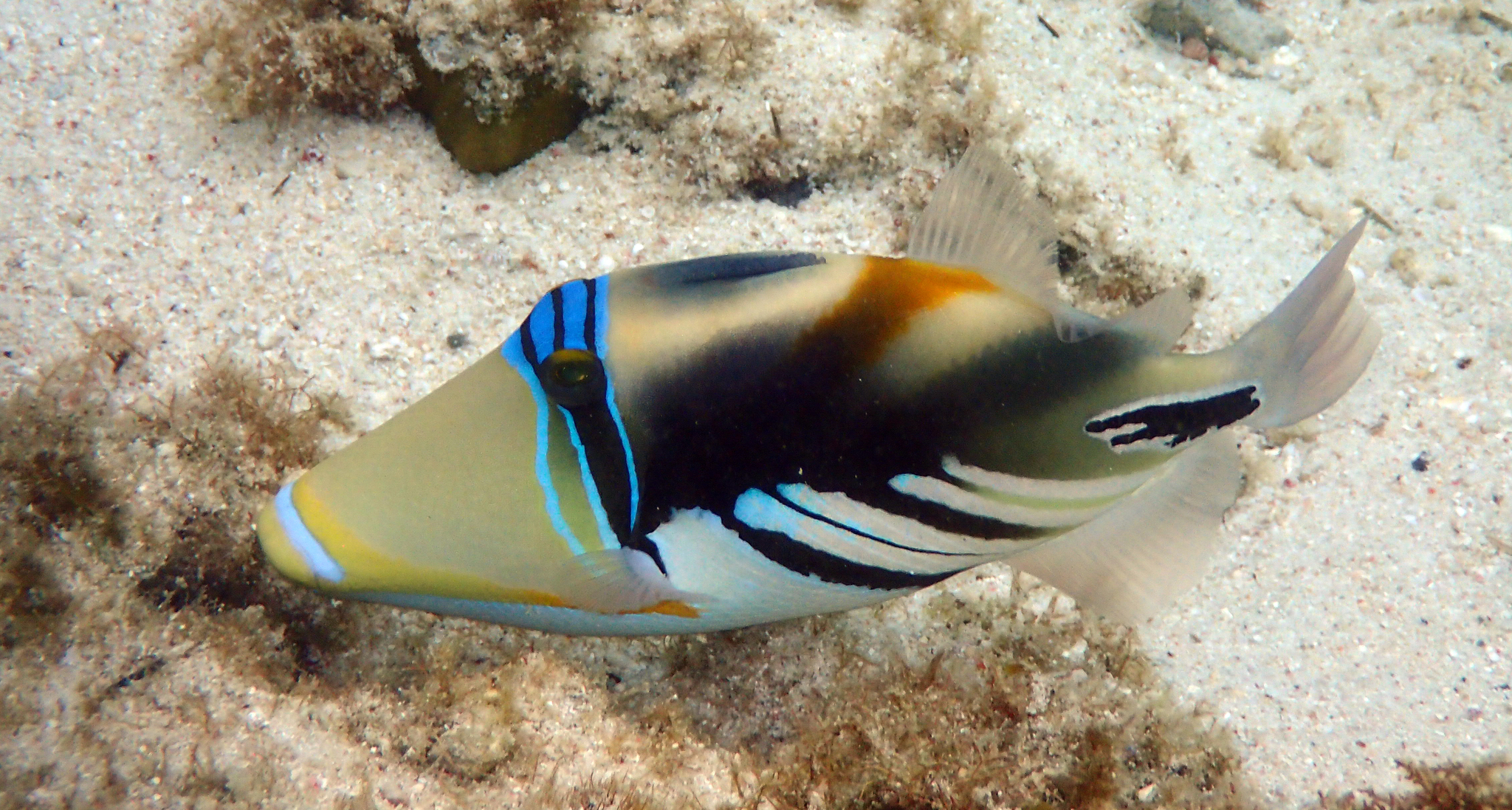 image of Rhinecanthus aculeatus (White-banded triggerfish)