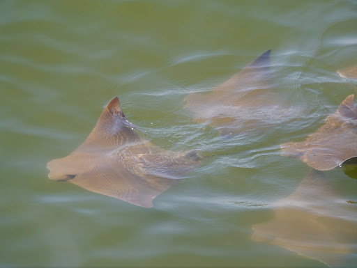 image of Rhinoptera bonasus (Cownose ray)
