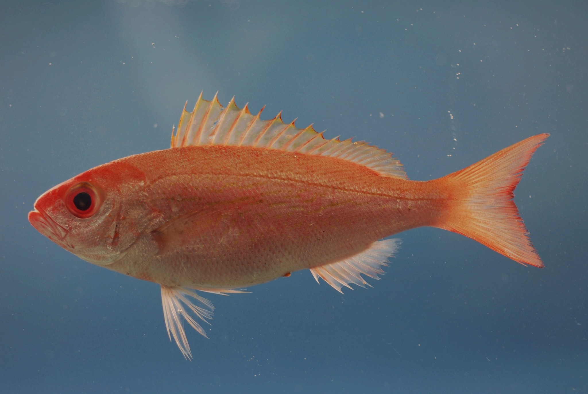 image of Rhomboplites aurorubens (Vermilion snapper)