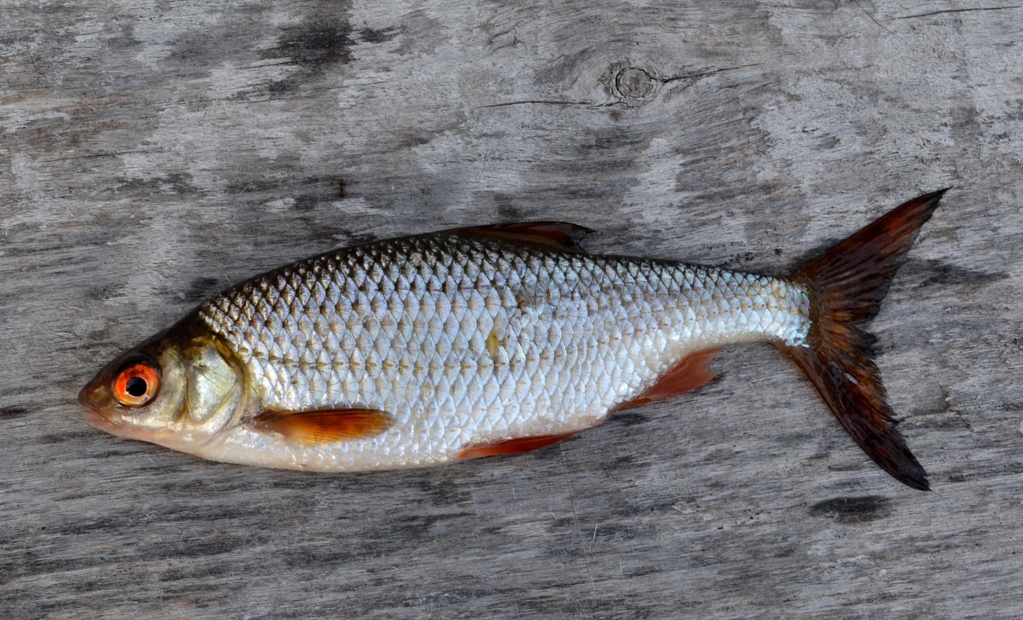 image of Rutilus rutilus (Roach)