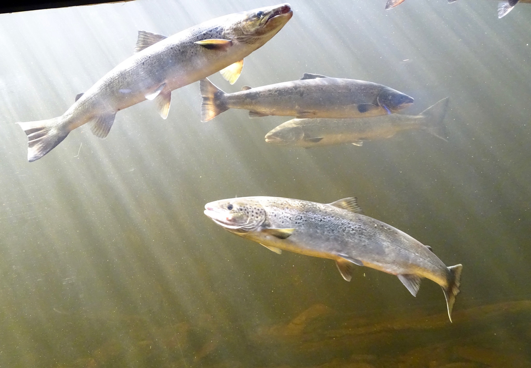 image of Salmo salar (Atlantic salmon)