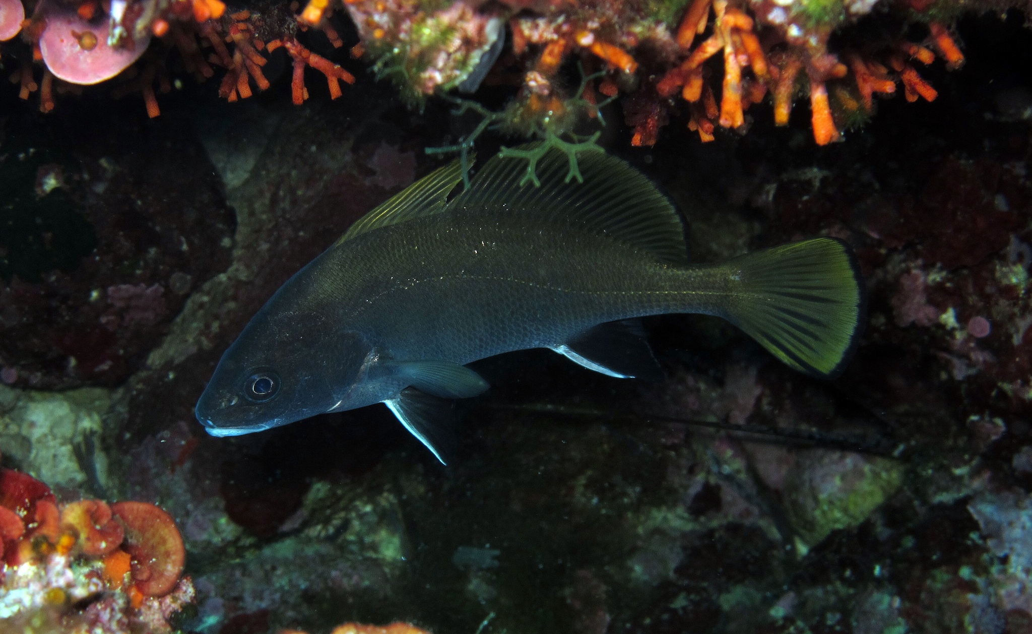 image of Sciaena umbra (Brown meagre)