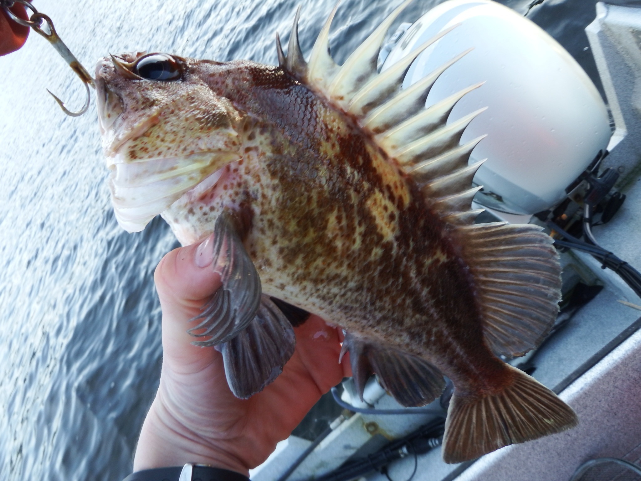 image of Sebastes maliger (Quillback rockfish)