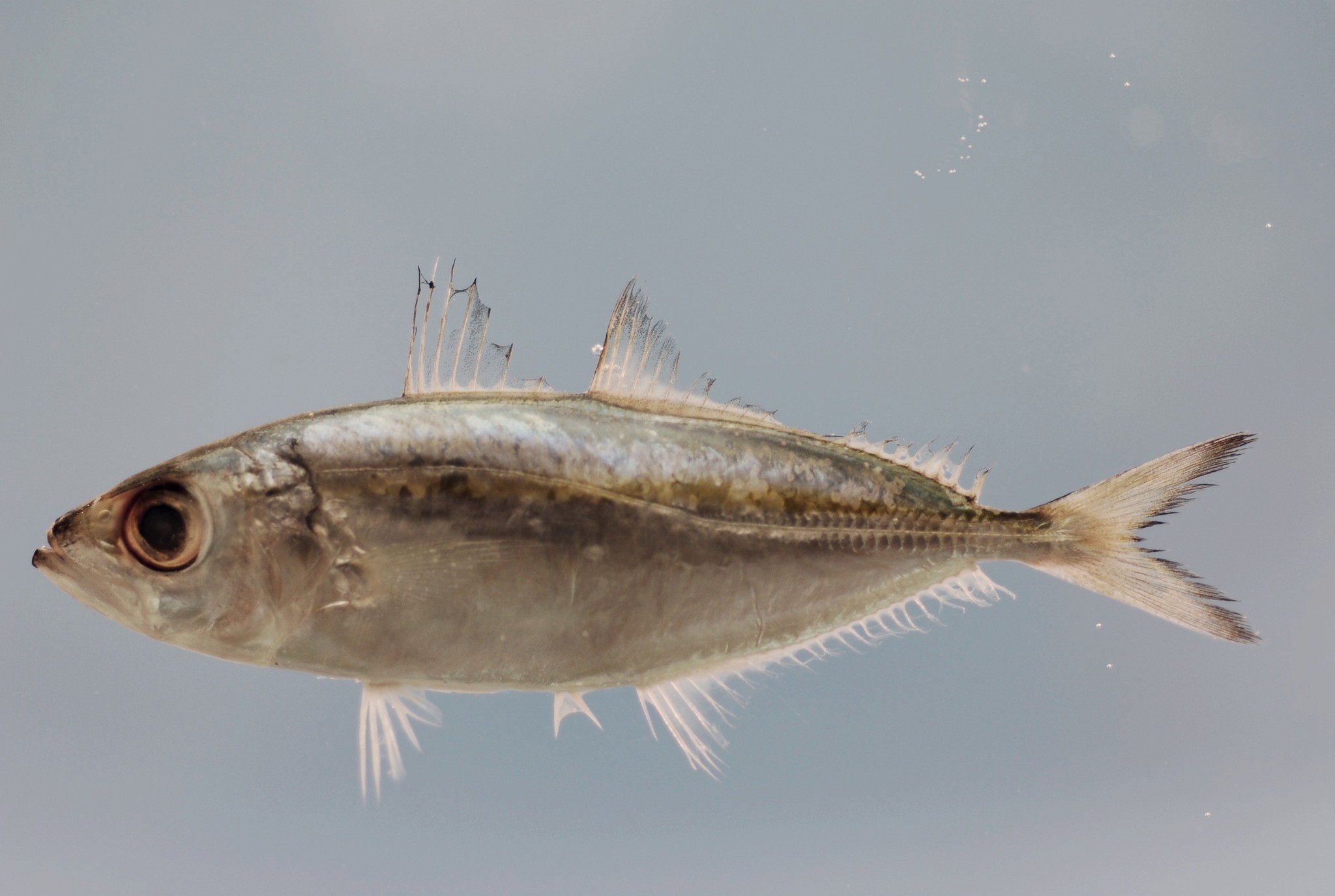 image of Selar crumenophthalmus (Bigeye scad)