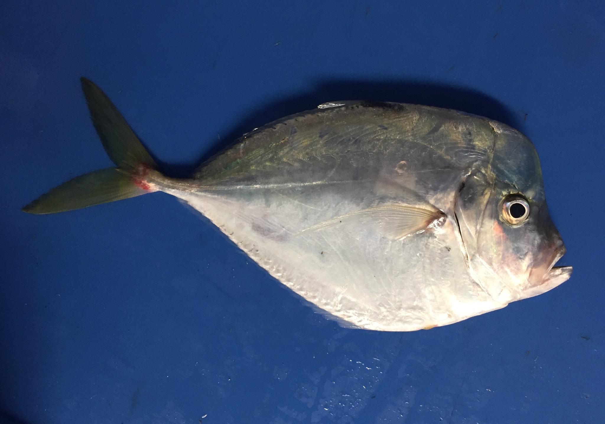 image of Selene setapinnis (Atlantic moonfish)