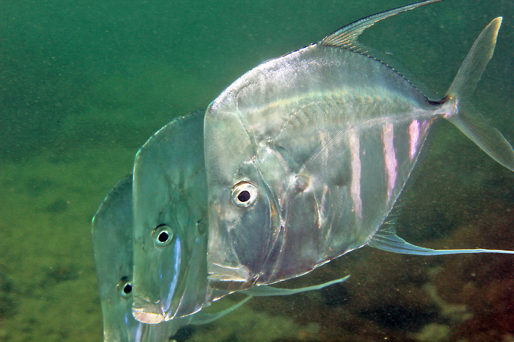 image of Selene vomer (Lookdown)