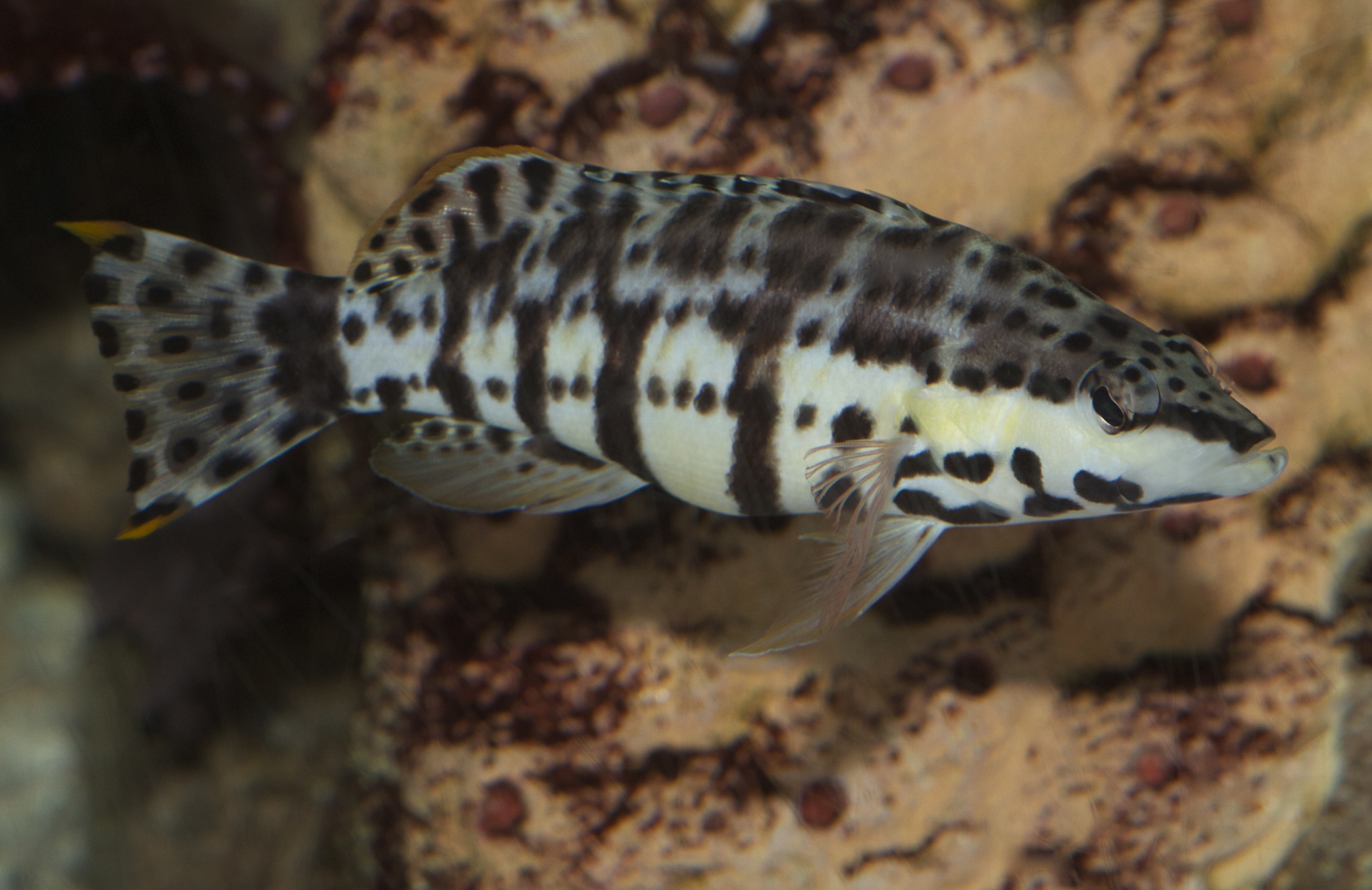 image of Serranus tigrinus (Harlequin bass)